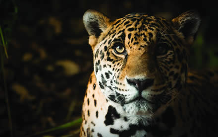 Jaguar / México en la Tierra
